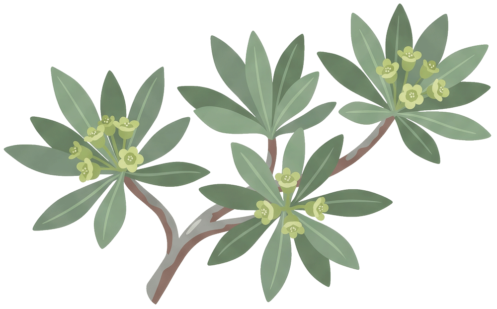 EUPHORBIA